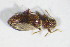  ( - GBOL_Col_FK_09602)  @11 [ ] CreativeCommons - Attribution Non-Commercial Share-Alike (2015) Unspecified SNSB, Zoologische Staatssammlung Muenchen