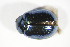  ( - GBOL_Col_FK_09613)  @13 [ ] CreativeCommons - Attribution Non-Commercial Share-Alike (2015) Unspecified SNSB, Zoologische Staatssammlung Muenchen