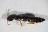 ( - GBOL_Col_FK_09614)  @13 [ ] CreativeCommons - Attribution Non-Commercial Share-Alike (2015) Unspecified SNSB, Zoologische Staatssammlung Muenchen