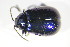  ( - GBOL_Col_FK_09623)  @13 [ ] CreativeCommons - Attribution Non-Commercial Share-Alike (2015) Unspecified SNSB, Zoologische Staatssammlung Muenchen