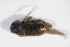  ( - GBOL_Col_FK_09674)  @12 [ ] CreativeCommons - Attribution Non-Commercial Share-Alike (2015) Unspecified SNSB, Zoologische Staatssammlung Muenchen
