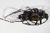  ( - GBOL_Col_FK_09705)  @13 [ ] CreativeCommons - Attribution Non-Commercial Share-Alike (2015) Unspecified SNSB, Zoologische Staatssammlung Muenchen