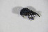  ( - GBOL_Col_FK_09722)  @12 [ ] CreativeCommons - Attribution Non-Commercial Share-Alike (2015) Unspecified SNSB, Zoologische Staatssammlung Muenchen
