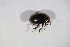  ( - GBOL_Col_FK_09762)  @11 [ ] CreativeCommons - Attribution Non-Commercial Share-Alike (2015) Unspecified SNSB, Zoologische Staatssammlung Muenchen
