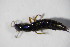  ( - GBOL_Col_FK_09872)  @11 [ ] CreativeCommons - Attribution Non-Commercial Share-Alike (2015) Unspecified SNSB, Zoologische Staatssammlung Muenchen