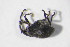  ( - GBOL_Col_FK_09874)  @11 [ ] CreativeCommons - Attribution Non-Commercial Share-Alike (2015) Unspecified SNSB, Zoologische Staatssammlung Muenchen