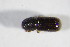  ( - GBOL_Col_FK_09876)  @11 [ ] CreativeCommons - Attribution Non-Commercial Share-Alike (2015) Unspecified SNSB, Zoologische Staatssammlung Muenchen