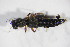  ( - GBOL_Col_FK_09880)  @11 [ ] CreativeCommons - Attribution Non-Commercial Share-Alike (2015) Unspecified SNSB, Zoologische Staatssammlung Muenchen