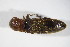  ( - GBOL_Col_FK_10077)  @12 [ ] CreativeCommons - Attribution Non-Commercial Share-Alike (2015) Unspecified SNSB, Zoologische Staatssammlung Muenchen