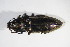  ( - GBOL_Col_FK_10080)  @11 [ ] CreativeCommons - Attribution Non-Commercial Share-Alike (2015) Unspecified SNSB, Zoologische Staatssammlung Muenchen