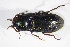  ( - GBOL_Col_FK_10084)  @13 [ ] CreativeCommons - Attribution Non-Commercial Share-Alike (2015) Unspecified SNSB, Zoologische Staatssammlung Muenchen