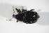  ( - GBOL_Col_FK_10113)  @13 [ ] CreativeCommons - Attribution Non-Commercial Share-Alike (2015) Unspecified SNSB, Zoologische Staatssammlung Muenchen