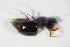  ( - GBOL_Col_FK_10409)  @11 [ ] CreativeCommons - Attribution Non-Commercial Share-Alike (2015) Unspecified SNSB, Zoologische Staatssammlung Muenchen