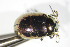  ( - GBOL_Col_FK_10447)  @11 [ ] CreativeCommons - Attribution Non-Commercial Share-Alike (2015) Unspecified SNSB, Zoologische Staatssammlung Muenchen