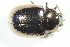  ( - GBOL_Col_FK_10448)  @11 [ ] CreativeCommons - Attribution Non-Commercial Share-Alike (2015) Unspecified SNSB, Zoologische Staatssammlung Muenchen