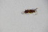  ( - GBOL_Col_FK_10481)  @11 [ ] CreativeCommons - Attribution Non-Commercial Share-Alike (2015) Unspecified SNSB, Zoologische Staatssammlung Muenchen