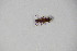  ( - GBOL_Col_FK_10482)  @11 [ ] CreativeCommons - Attribution Non-Commercial Share-Alike (2015) Unspecified SNSB, Zoologische Staatssammlung Muenchen