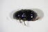  ( - GBOL_Col_FK_10516)  @12 [ ] CreativeCommons - Attribution Non-Commercial Share-Alike (2015) Unspecified SNSB, Zoologische Staatssammlung Muenchen