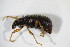  ( - GBOL_Col_FK_10535)  @12 [ ] CreativeCommons - Attribution Non-Commercial Share-Alike (2015) Unspecified SNSB, Zoologische Staatssammlung Muenchen