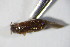  ( - GBOL_Col_FK_10568)  @12 [ ] CreativeCommons - Attribution Non-Commercial Share-Alike (2015) Unspecified SNSB, Zoologische Staatssammlung Muenchen