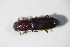  ( - GBOL_Col_FK_10577)  @11 [ ] CreativeCommons - Attribution Non-Commercial Share-Alike (2015) Unspecified SNSB, Zoologische Staatssammlung Muenchen