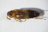  ( - GBOL_Col_FK_10578)  @12 [ ] CreativeCommons - Attribution Non-Commercial Share-Alike (2015) Unspecified SNSB, Zoologische Staatssammlung Muenchen