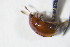  (Leiodes strigipenne - GBOL_Col_FK_10579)  @12 [ ] CreativeCommons - Attribution Non-Commercial Share-Alike (2015) Unspecified SNSB, Zoologische Staatssammlung Muenchen