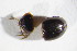  ( - GBOL_Col_FK_10583)  @12 [ ] CreativeCommons - Attribution Non-Commercial Share-Alike (2015) Unspecified SNSB, Zoologische Staatssammlung Muenchen