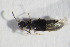  ( - GBOL_Col_FK_10625)  @13 [ ] CreativeCommons - Attribution Non-Commercial Share-Alike (2015) Unspecified SNSB, Zoologische Staatssammlung Muenchen