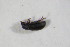  ( - GBOL_Col_FK_10710)  @12 [ ] CreativeCommons - Attribution Non-Commercial Share-Alike (2015) Unspecified SNSB, Zoologische Staatssammlung Muenchen
