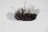  ( - GBOL_Col_FK_10803)  @12 [ ] CreativeCommons - Attribution Non-Commercial Share-Alike (2015) Unspecified SNSB, Zoologische Staatssammlung Muenchen