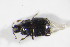  ( - GBOL_Col_FK_10889)  @11 [ ] CreativeCommons - Attribution Non-Commercial Share-Alike (2015) Unspecified SNSB, Zoologische Staatssammlung Muenchen