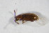  (Atomaria lohsei - GBOL_Col_FK_10890)  @11 [ ] CreativeCommons - Attribution Non-Commercial Share-Alike (2015) Unspecified SNSB, Zoologische Staatssammlung Muenchen