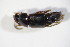  ( - GBOL_Col_FK_10898)  @12 [ ] CreativeCommons - Attribution Non-Commercial Share-Alike (2015) Unspecified SNSB, Zoologische Staatssammlung Muenchen