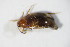  ( - GBOL_Col_FK_10908)  @11 [ ] CreativeCommons - Attribution Non-Commercial Share-Alike (2015) Unspecified SNSB, Zoologische Staatssammlung Muenchen
