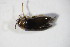  ( - GBOL_Col_FK_10915)  @12 [ ] CreativeCommons - Attribution Non-Commercial Share-Alike (2015) Unspecified SNSB, Zoologische Staatssammlung Muenchen