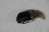  ( - GBOL_Col_FK_6389)  @12 [ ] CreativeCommons - Attribution Non-Commercial Share-Alike (2015) Unspecified SNSB, Zoologische Staatssammlung Muenchen