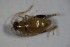  (Longitarsus noricus - GBOL_Col_FK_6488)  @12 [ ] CreativeCommons - Attribution Non-Commercial Share-Alike (2015) Unspecified SNSB, Zoologische Staatssammlung Muenchen