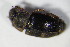  ( - GBOL_Col_FK_6561)  @12 [ ] CreativeCommons - Attribution Non-Commercial Share-Alike (2015) Unspecified SNSB, Zoologische Staatssammlung Muenchen