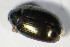  (Psylliodes hyoscyami - GBOL_Col_FK_6576)  @12 [ ] CreativeCommons - Attribution Non-Commercial Share-Alike (2015) Unspecified SNSB, Zoologische Staatssammlung Muenchen