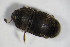  ( - GBOL_Col_FK_6599)  @12 [ ] CreativeCommons - Attribution Non-Commercial Share-Alike (2015) Unspecified SNSB, Zoologische Staatssammlung Muenchen