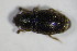  ( - GBOL_Col_FK_6600)  @13 [ ] CreativeCommons - Attribution Non-Commercial Share-Alike (2015) Unspecified SNSB, Zoologische Staatssammlung Muenchen