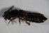  ( - GBOL_Col_FK_6603)  @12 [ ] CreativeCommons - Attribution Non-Commercial Share-Alike (2015) Unspecified SNSB, Zoologische Staatssammlung Muenchen