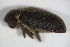  ( - GBOL_Col_FK_6619)  @11 [ ] CreativeCommons - Attribution Non-Commercial Share-Alike (2015) Unspecified SNSB, Zoologische Staatssammlung Muenchen