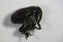  (Zacladus geranii - GBOL_Col_FK_6650)  @13 [ ] CreativeCommons - Attribution Non-Commercial Share-Alike (2015) Unspecified SNSB, Zoologische Staatssammlung Muenchen
