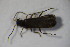  ( - GBOL_Col_FK_6721)  @12 [ ] CreativeCommons - Attribution Non-Commercial Share-Alike (2015) Unspecified SNSB, Zoologische Staatssammlung Muenchen