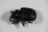  ( - GBOL_Col_FK_6833)  @12 [ ] CreativeCommons - Attribution Non-Commercial Share-Alike (2015) Unspecified SNSB, Zoologische Staatssammlung Muenchen