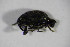  ( - GBOL_Col_FK_6853)  @12 [ ] CreativeCommons - Attribution Non-Commercial Share-Alike (2015) Unspecified SNSB, Zoologische Staatssammlung Muenchen