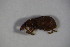  ( - GBOL_Col_FK_6885)  @12 [ ] CreativeCommons - Attribution Non-Commercial Share-Alike (2015) Unspecified SNSB, Zoologische Staatssammlung Muenchen