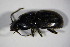  ( - GBOL_Col_FK_6901)  @12 [ ] CreativeCommons - Attribution Non-Commercial Share-Alike (2015) Unspecified SNSB, Zoologische Staatssammlung Muenchen